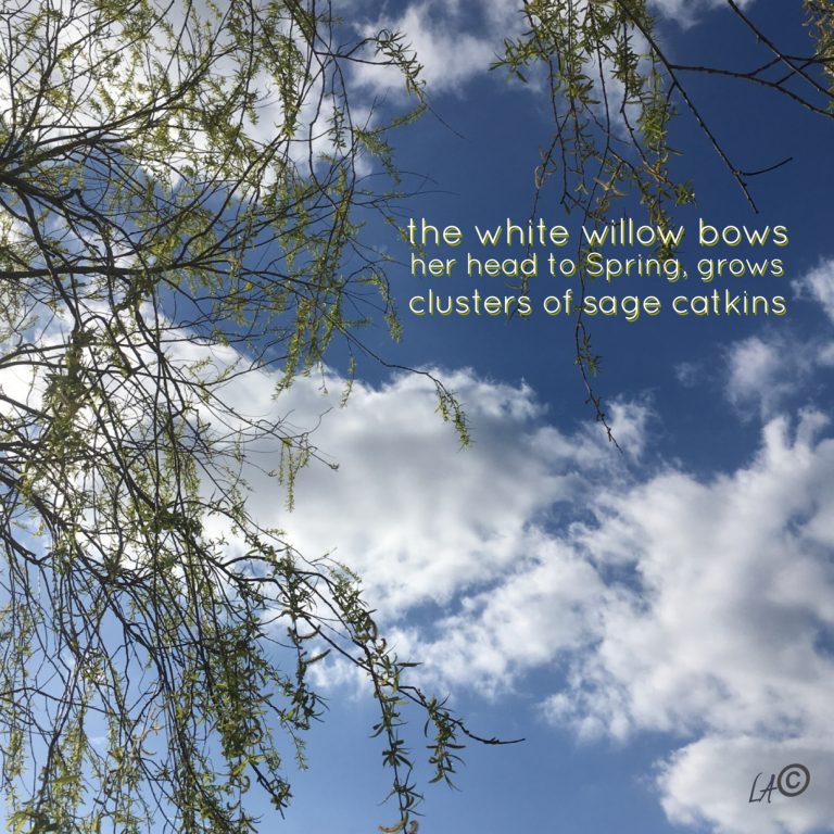 photo of the week with blue sky and a white willow tree with poetry