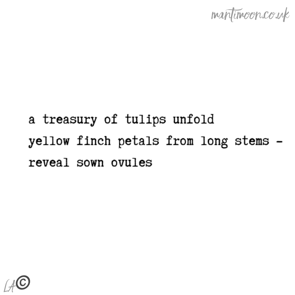 a haiku about the long stemmed yellow palm island tulip