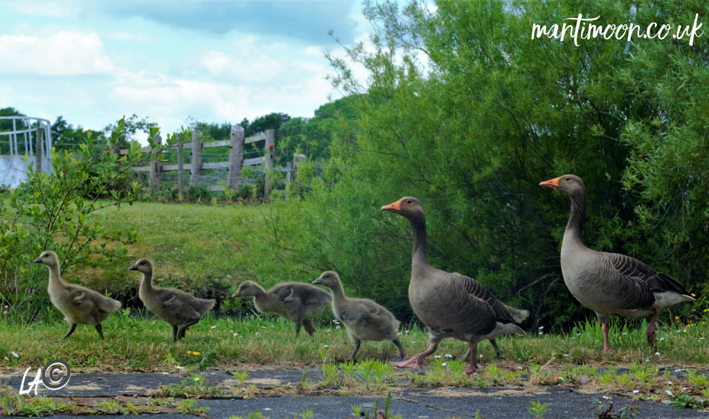 Goslings and their parents out for a walk by a pond