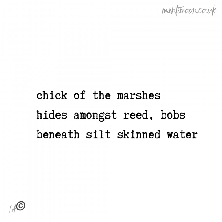 haiku: chick of the marshes / hides amongst reed, bobs / beneath silt skinned water