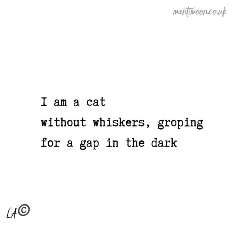 Haiku of the week: I am a cat/without whiskers, groping/ for a gap in the dark