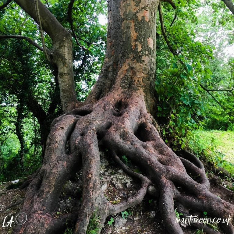 Photo of the week: vast, old tree roots above ground taken at Bramber Castle.